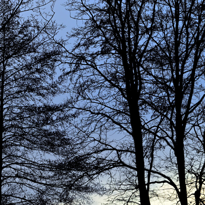 137 Laublose Baumkronen vor blauem Winterhimmel