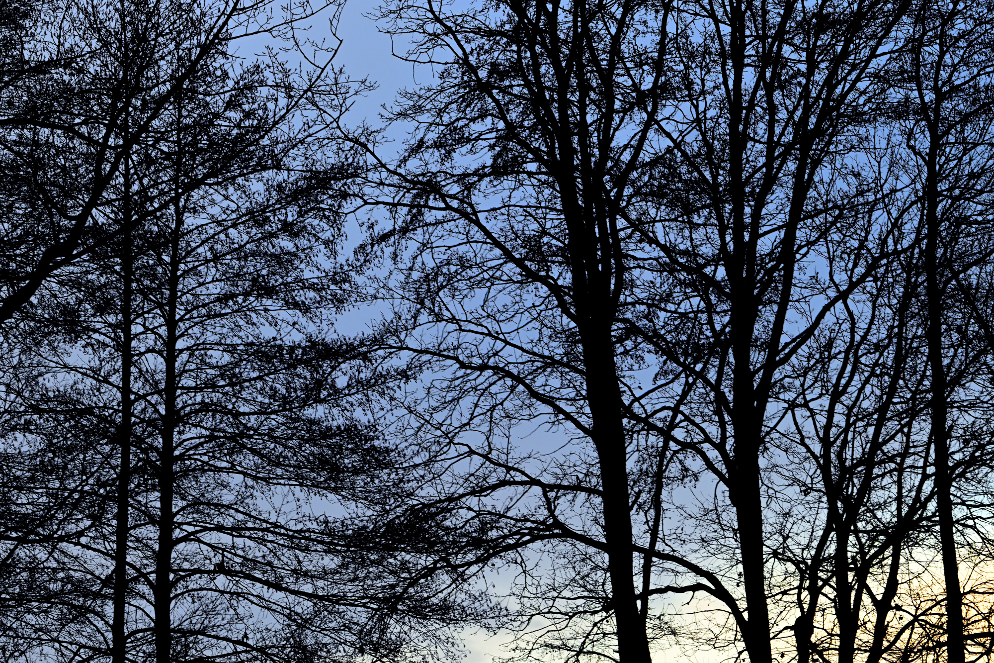 137 Laublose Baumkronen vor blauem Winterhimmel