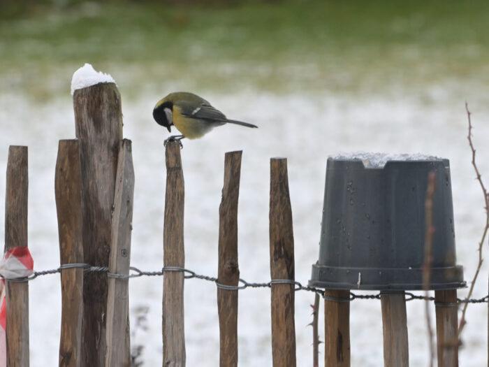 136 Meise auf einem Zaun