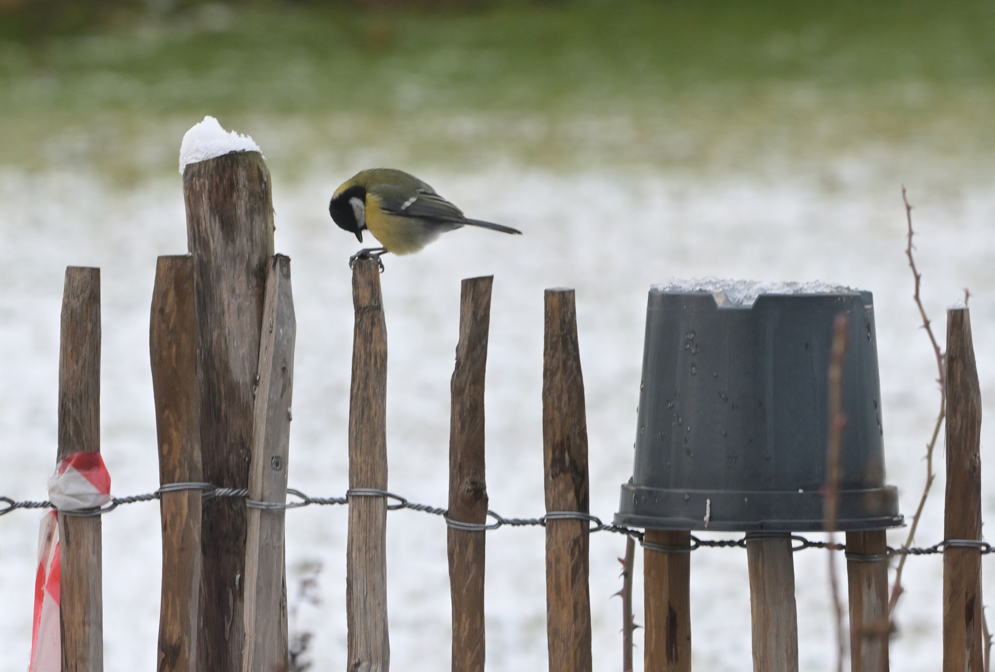 136 Meise auf einem Zaun