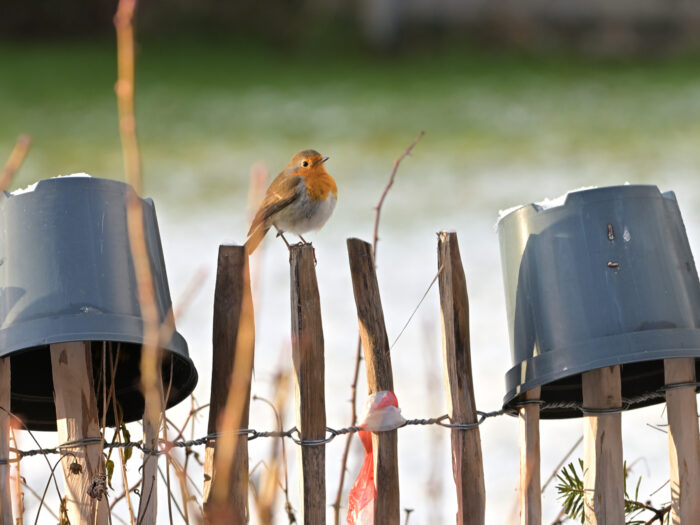 138 Rotkehlchen auf einem Zaun