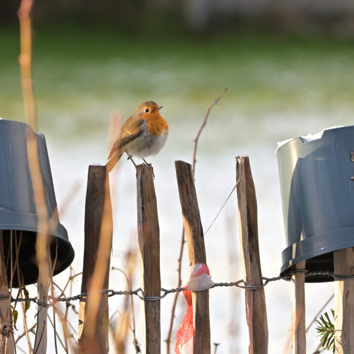 138 Rotkehlchen auf einem Zaun