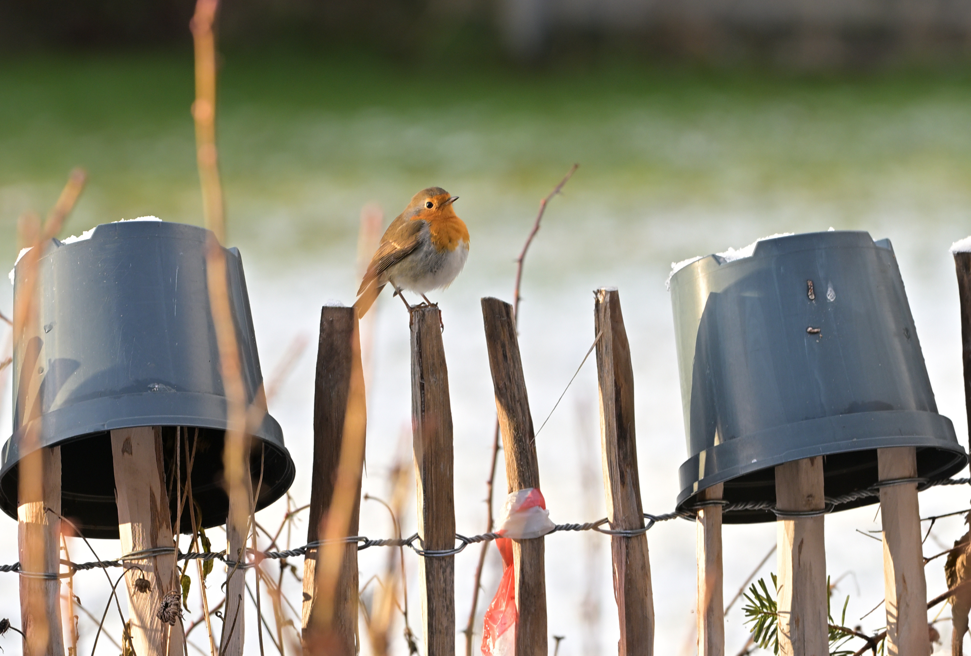 138 Rotkehlchen auf einem Zaun