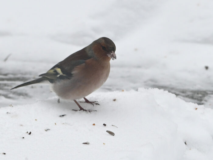 146 Fink im Schnee