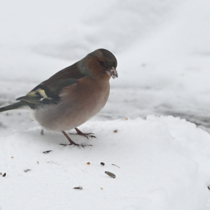 146 Fink im Schnee