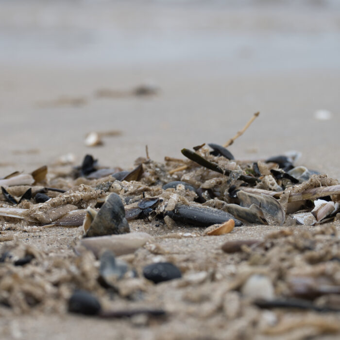 186 Muscheln am Strand