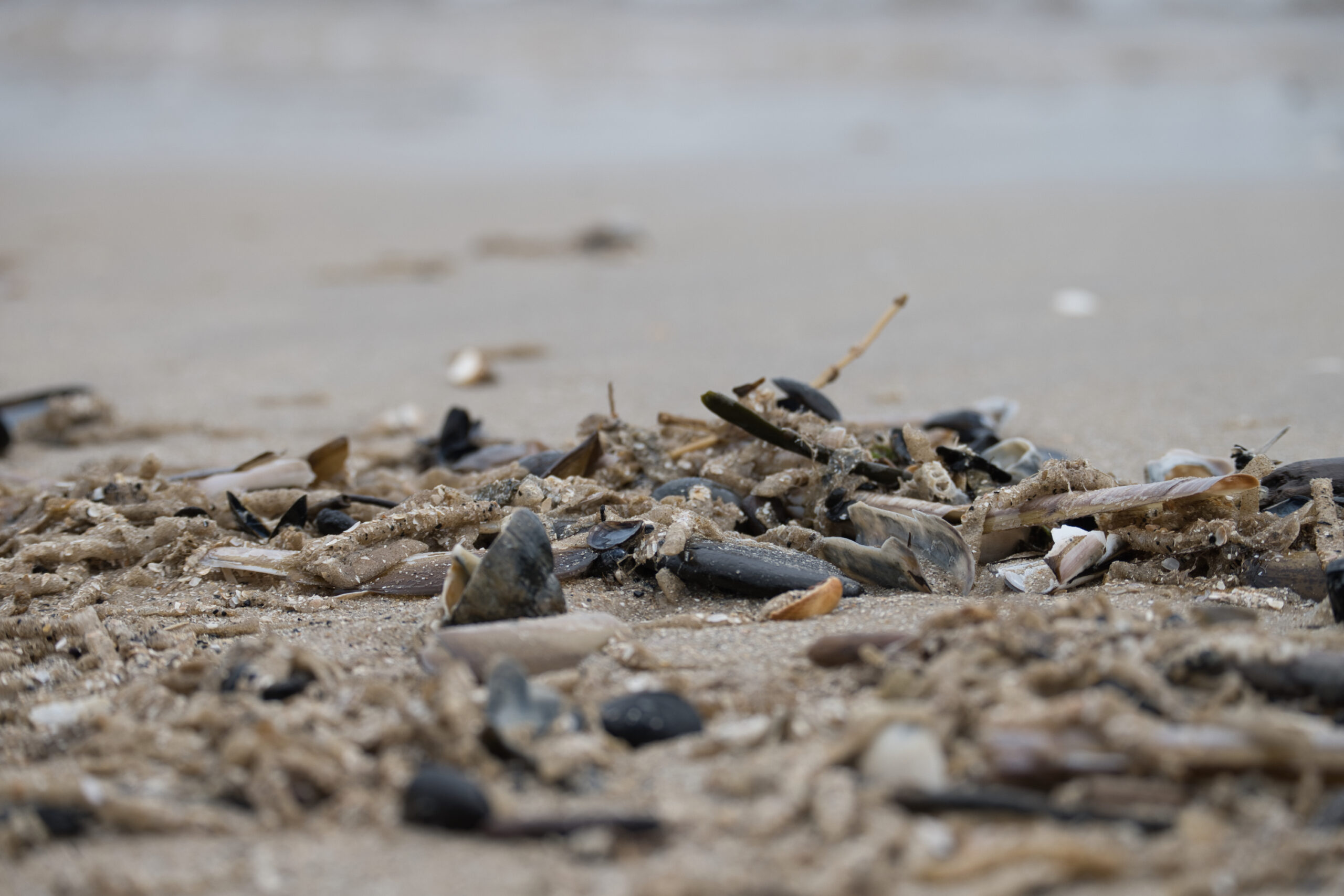 186 Muscheln am Strand
